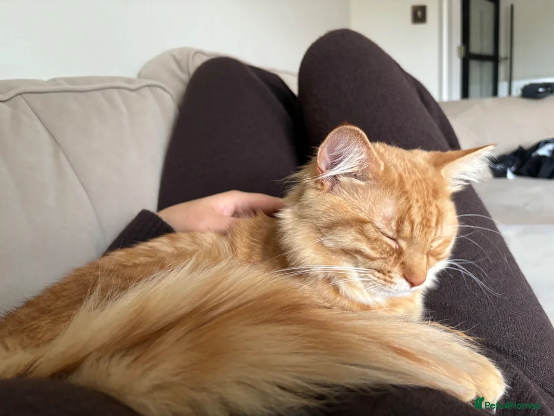 Mixed Breed cats for sale: Ginger boy - Advert 7