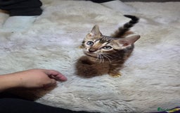 Bengal cats for sale:  1 stunning male bengal kitten (reduced price) - Image 20