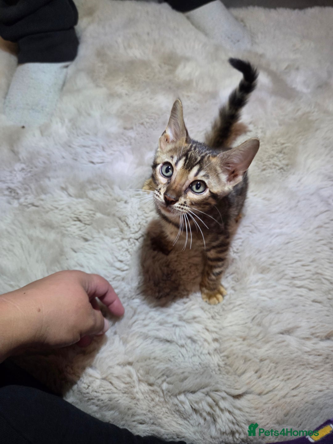 Bengal cats for sale:  1 stunning male bengal kitten (reduced price) - Image 20