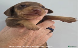 Miniature Dachshund dogs for sale: Shorthaired Minature Daschunds  - Image 17