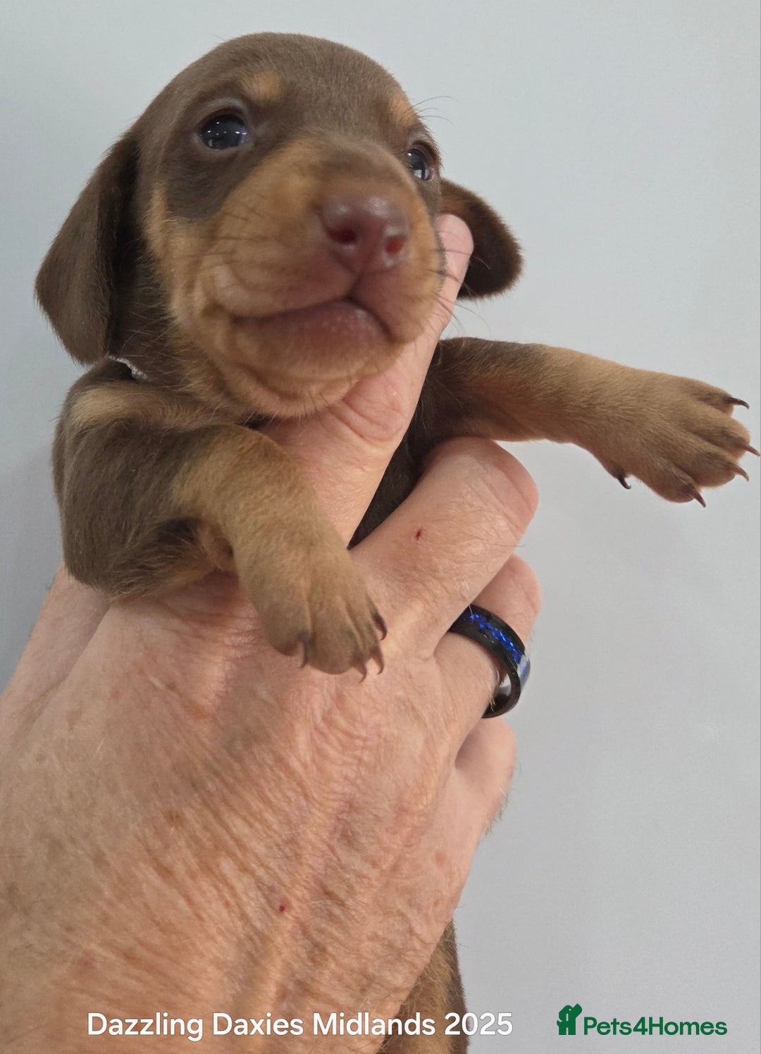Miniature Dachshund dogs for sale: Shorthaired Minature Daschunds  - Image 17