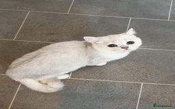 British Shorthair cats for sale: Lapcat GCCF Silver British Shorthair Kitten. in Lancaster - Image 11