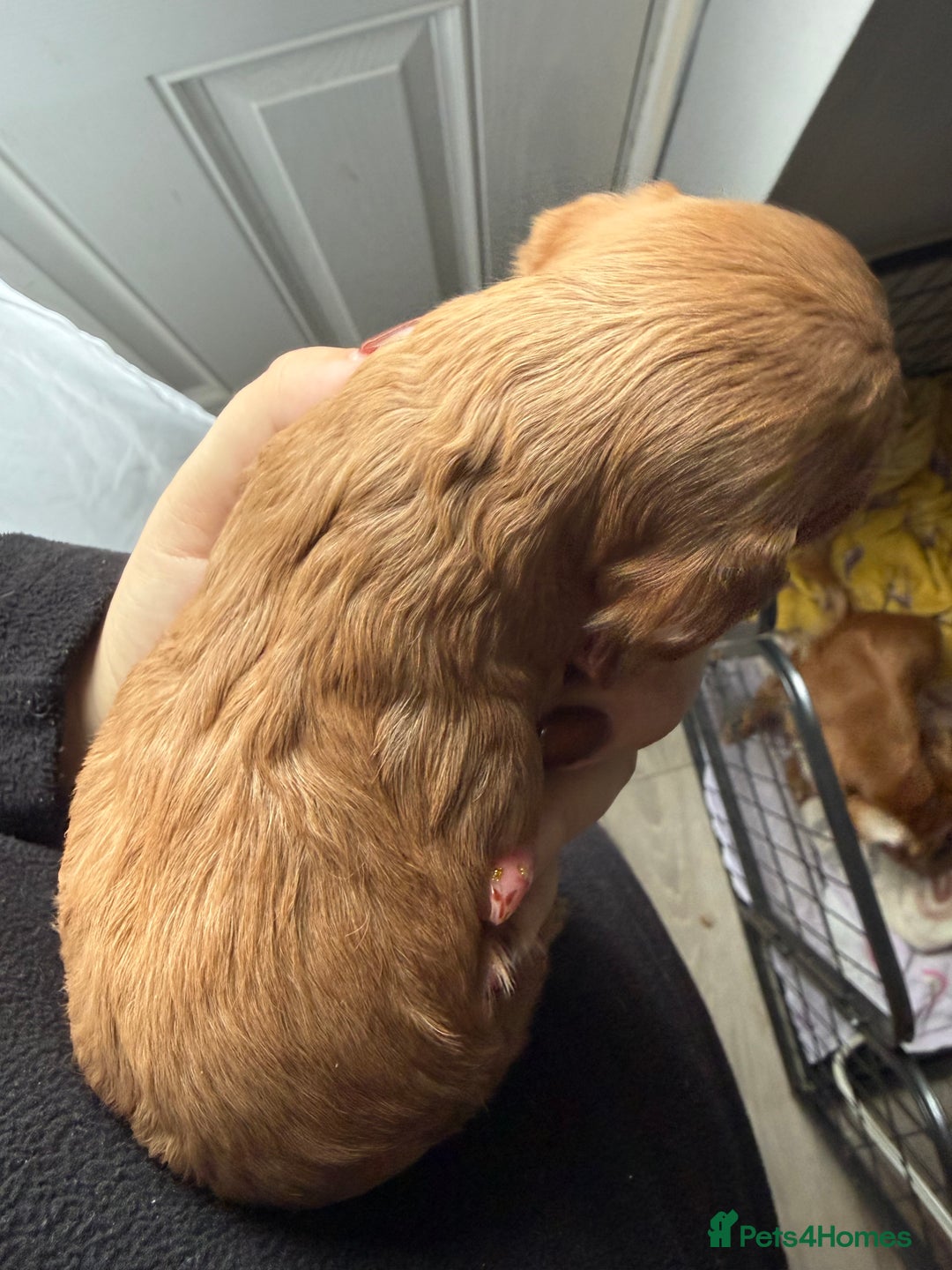 Cockapoo dogs for sale: Cockapoo Puppies For Sale  - Image 5