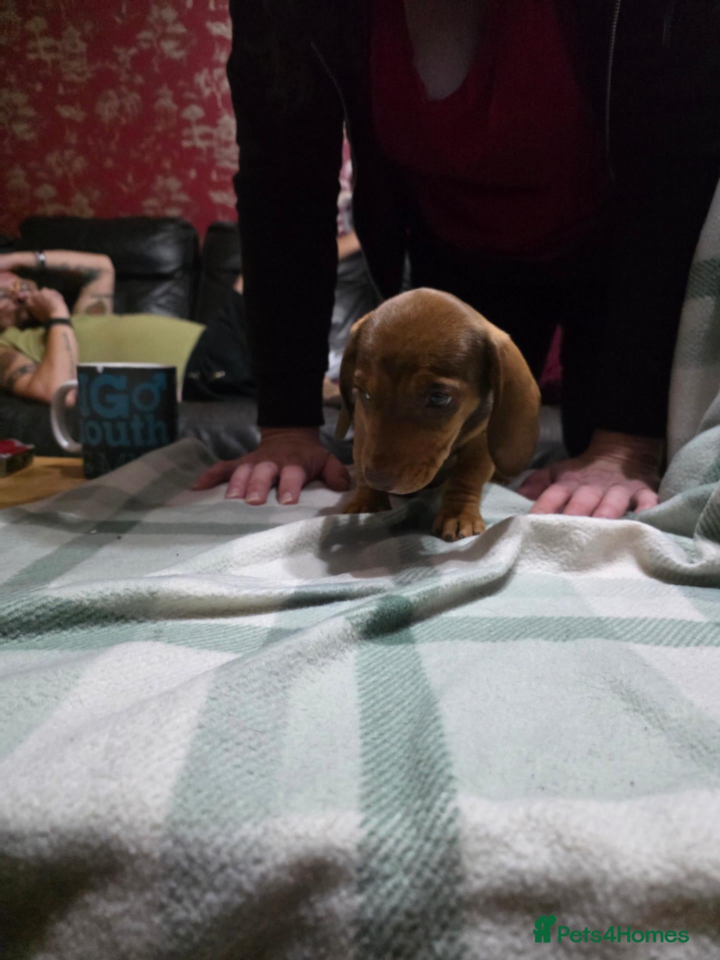 Mixed Breed dogs Miniature dachshund cross puppies  - Advert 13