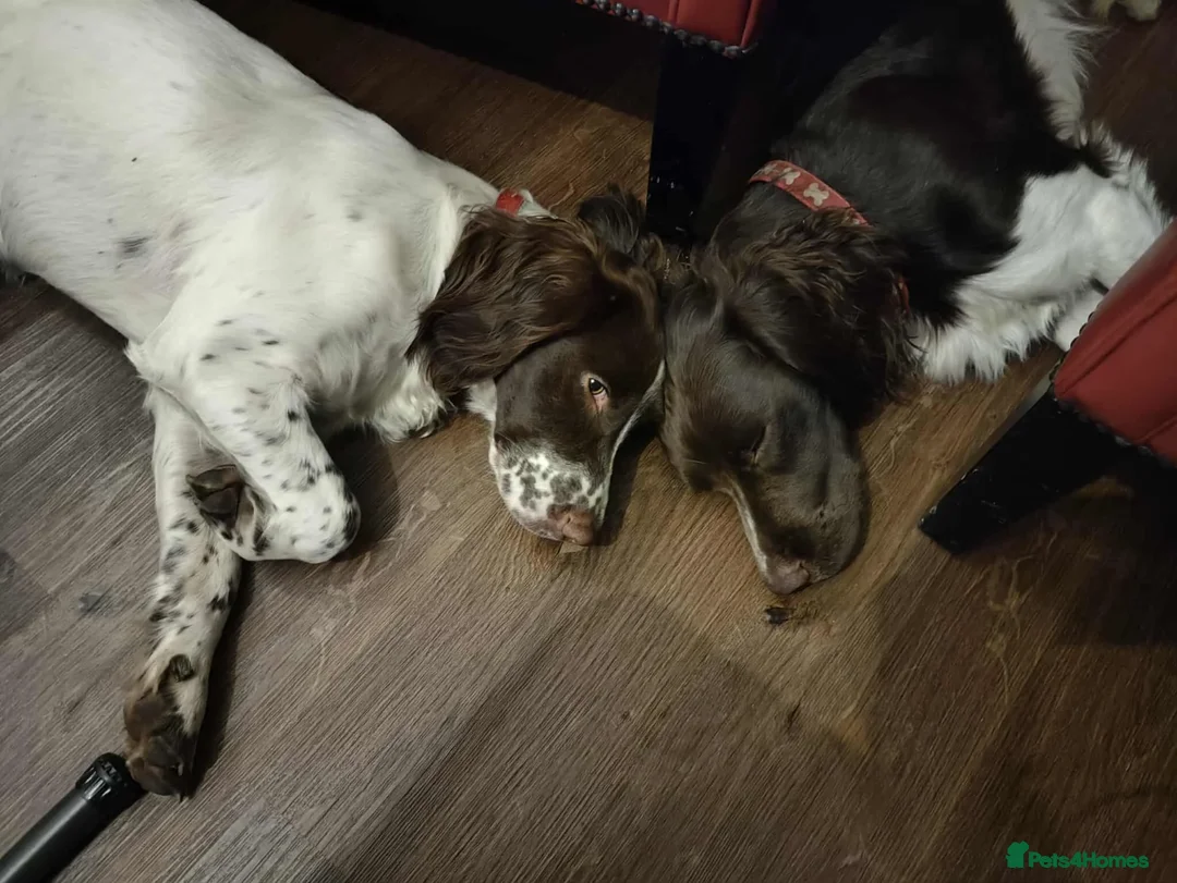 English Springer Spaniel dogs for stud: KC registered English Springer Spaniel for stud - Advert 7