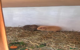 Guinea Pig rodents for sale: 2 female baby sows - Image 5