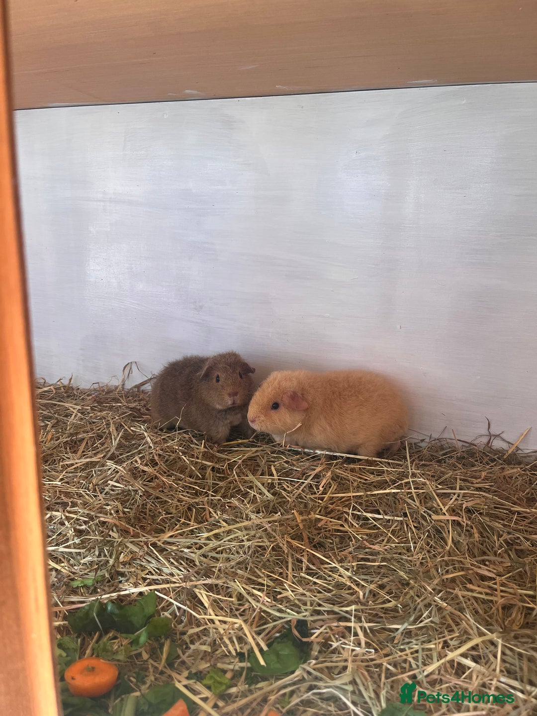 Guinea Pig rodents for sale: 2 female baby sows - Image 5