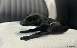 Labrador Retriever dogs for sale: Adorable KC registered fox red and black labs  - Image 20