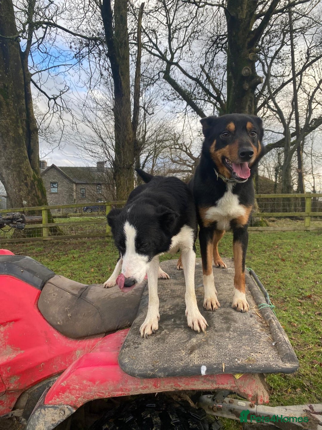Mixed Breed dogs for sale: Beautiful Kelpie X Border Collie Puppies For Sale - Advert 17