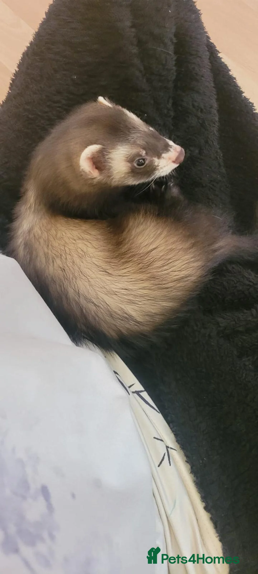 Ferret rodents for sale: 2 male ferret/polcats - Advert 4