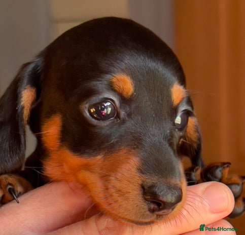 Miniature Dachshund dogs - Advert 3