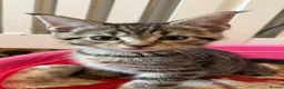 Maine Coon cats for sale: Maine Coon Cross Kittens  - Advert 1