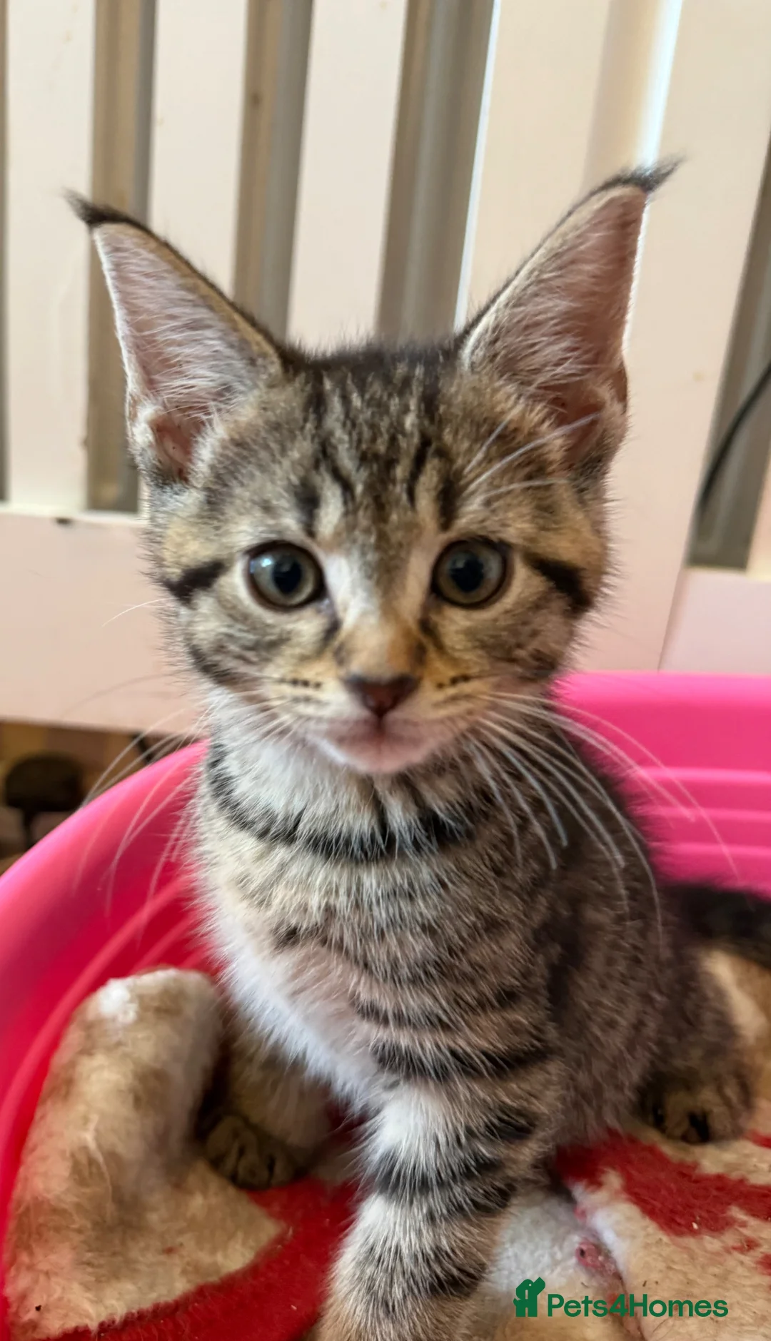 Maine Coon cats for sale: Maine Coon Cross Kittens  - Advert 1