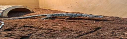 Monitor reptiles for sale: Tegu baby - Advert 4