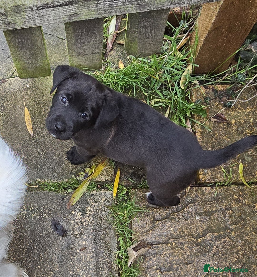 Mixed Breed dogs for sale: playfull puppies - Advert 3