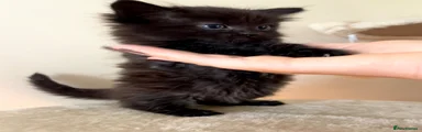 Turkish Angora Kitten 1