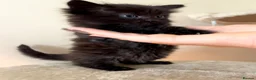 Turkish Angora cats for sale: Gorgeous Fluffy Kittens - Advert 9