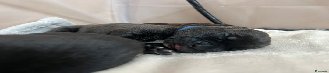 Cane Corso Puppy 6 Dark Blue 
