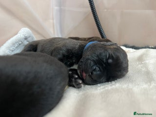 Cane Corso Puppy 6 Dark Blue