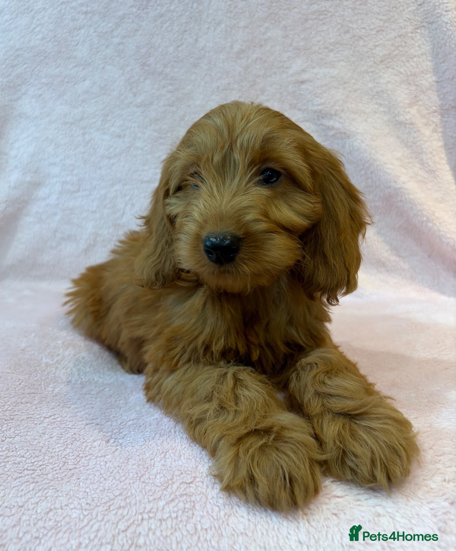 Cockapoo dogs Stunning f1 cockapoo puppies - Advert 2