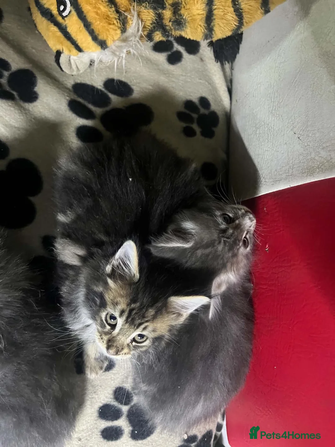 Maine Coon cats for sale: Maine coon pure American kittens - Advert 2