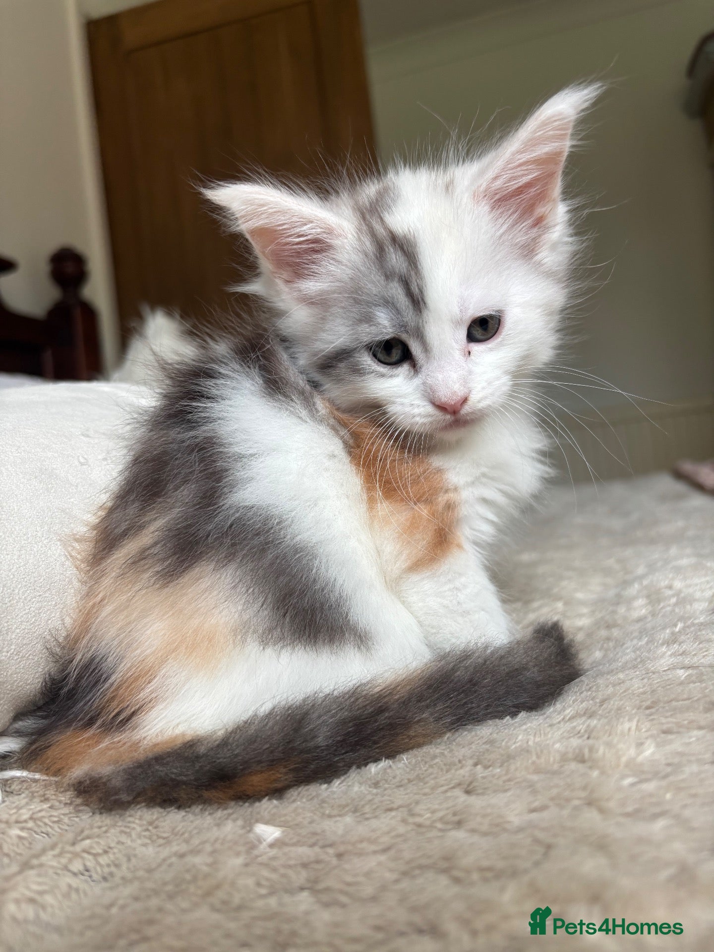 Maine Coon cats Stunning litter of Maine coon babies!  - Advert 9