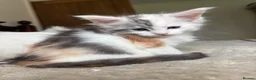 Maine Coon cats for sale: Stunning litter of Maine coon babies!  - Advert 5