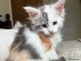 Maine Coon cats Stunning litter of Maine coon babies! - Advert 9