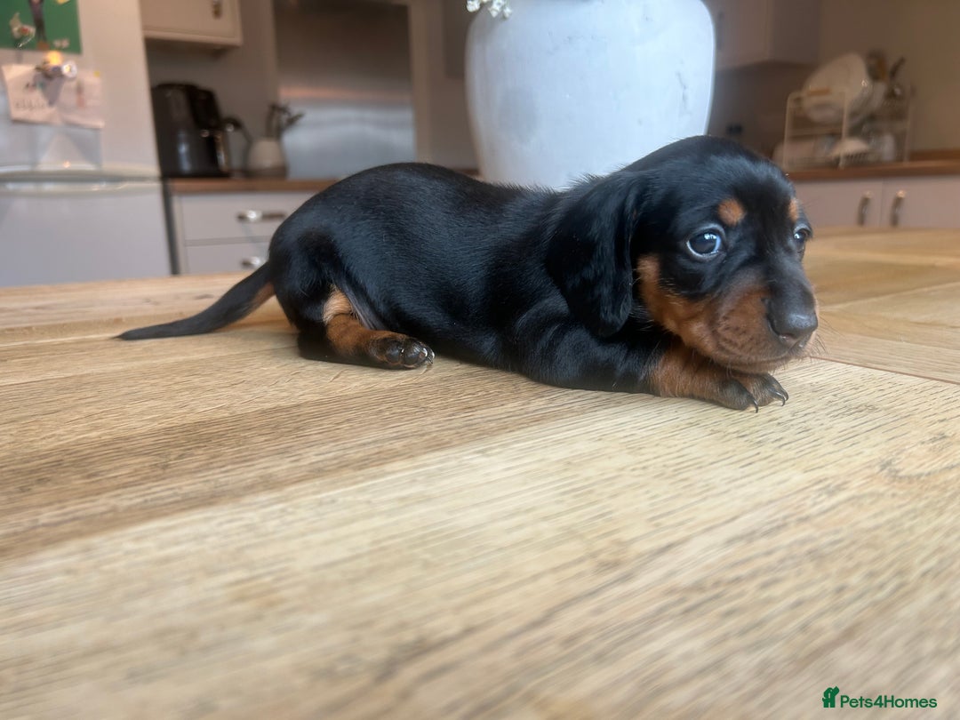 Miniature Dachshund dogs for sale: True miniature dachshund  - Image 5