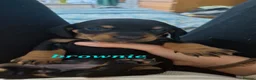 Miniature Dachshund dogs for sale: Miniature Dauchound puppies - Advert 2