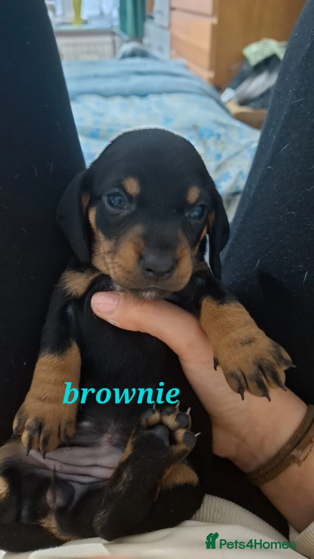 Miniature Dachshund dogs for sale: Miniature Dauchound puppies - Advert 2