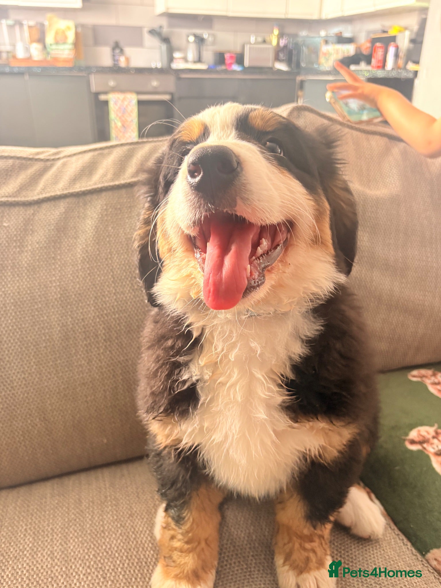 Bernese Mountain Dog dogs READY NOW Last female KC Bernese puppy  - Advert 3