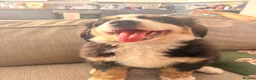 Bernese Mountain Dog dogs for sale: READY NOW Last female KC Bernese puppy  - Advert 8