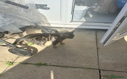 Maine Coon cats for sale: Tabby Cat for sale  - Image 2