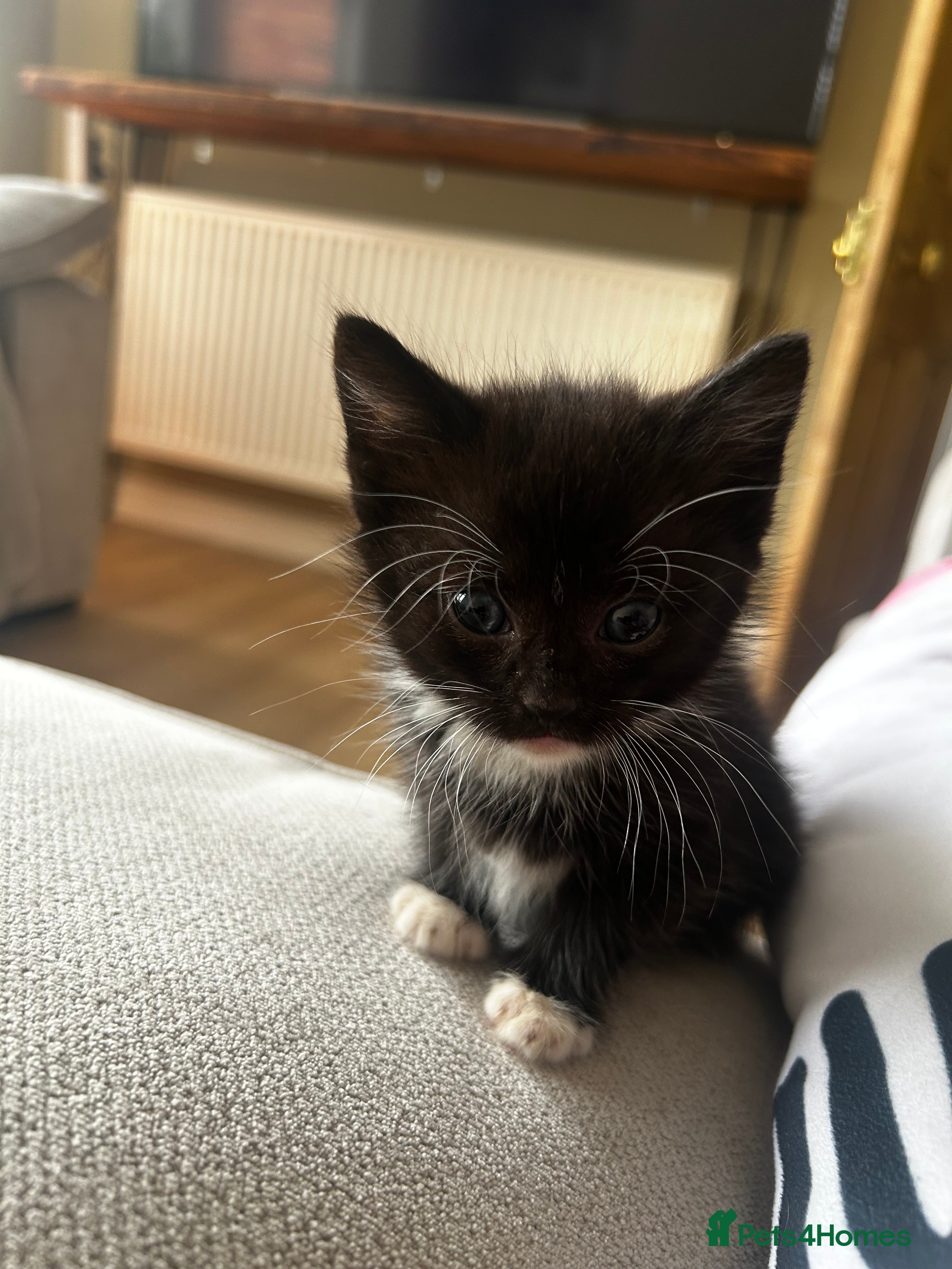 Mixed Breed cats 3 x black and white kittens available  - Advert 18