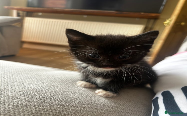 Mixed Breed cats - Advert 12