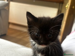 Mixed Breed cats - Advert 25