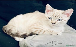 Bengal cats for sale: Pure bred Snow Bengal / Snow Leopard kittens - Image 13