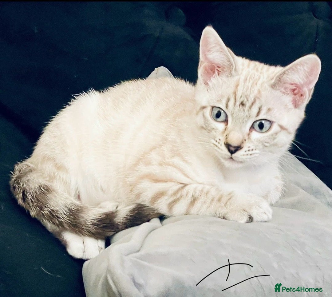 Bengal cats for sale: Pure bred Snow Bengal / Snow Leopard kittens - Image 13