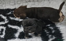 Frug dogs for sale: Beautiful Frug Babies 😍 - Image 25