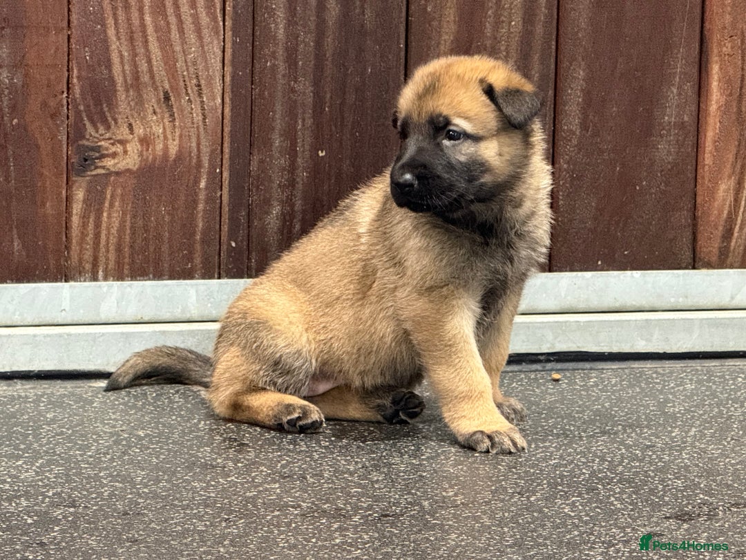 German Shepherd dogs for sale: Part of our family ♥️ - Image 3