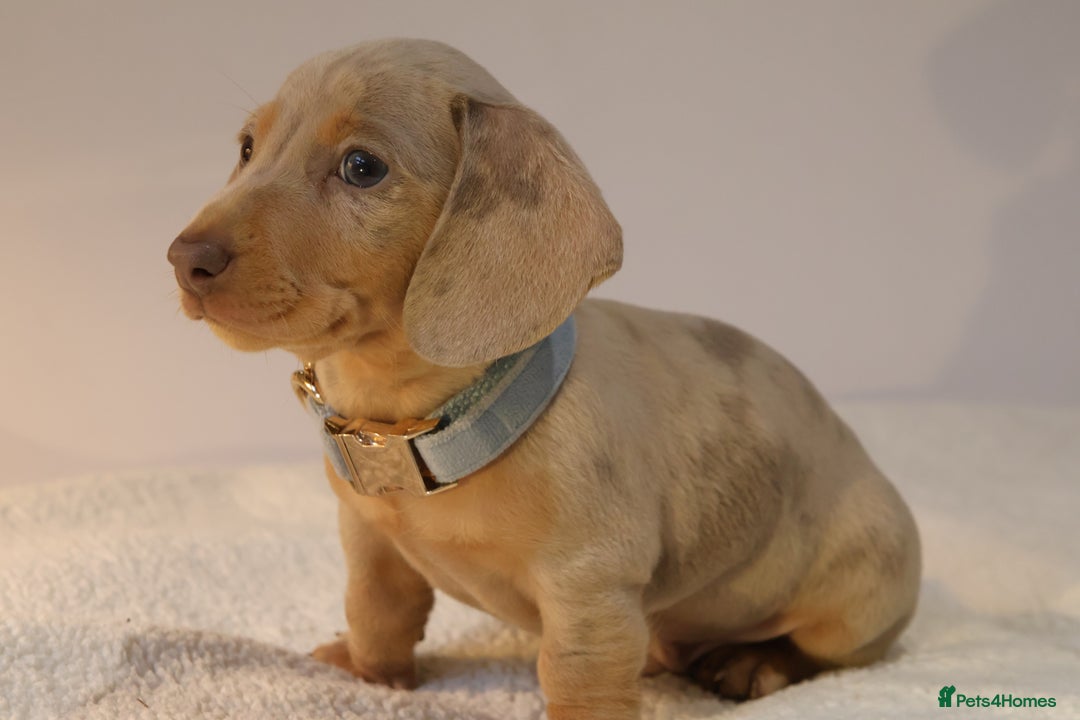Miniature Dachshund dogs for sale:  🌟5StarsLicense+Holistic+KC+VetChecked+PRA Clear+ - Image 22