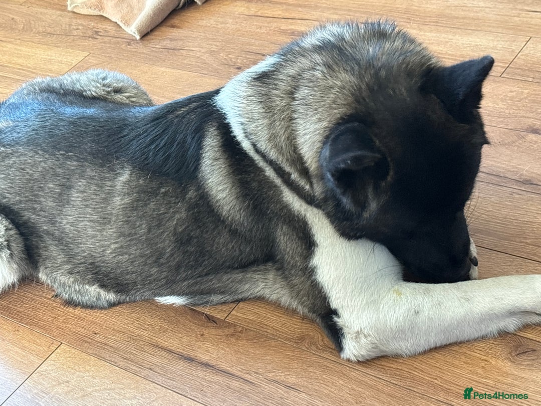 Akita dogs for sale: American bear faced akitas - Image 7