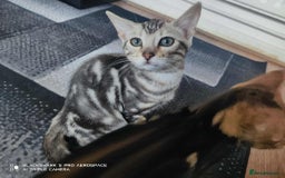 Bengal cats for sale: Three Beautiful Bengal Kittens For Sale - Image 8