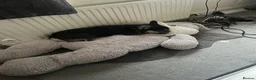 French Bulldog dogs for sale: Male Adult FrenchBulldog  - Advert 7