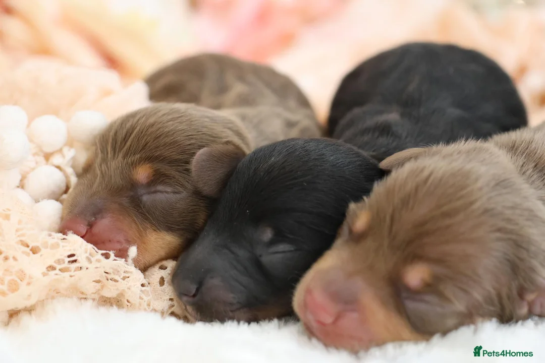 Miniature Dachshund dogs for sale: KC Registered Miniature Dachshund Puppies - Advert 2