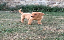 Labrador Retriever dogs for sale: 🧡 Fabulous Red & Yellow KC reg Puppies  - Image 11