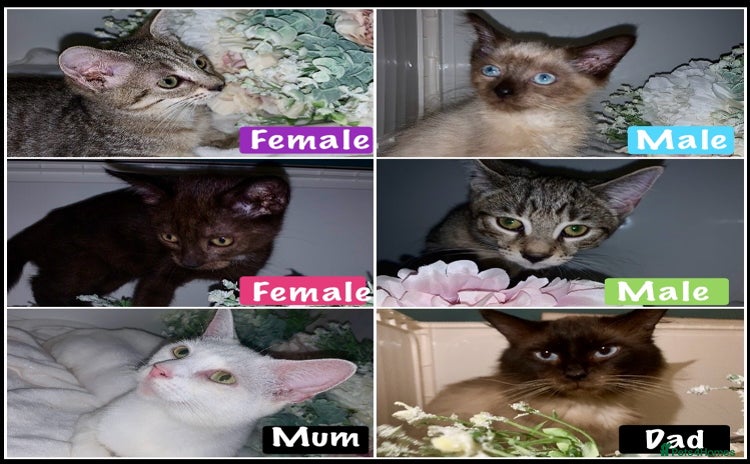 Mixed Breed cats in Chester - Advert 3