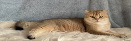 British Shorthair cats for sale: TICA Beautiful British Shorthair Kittens - Advert 13