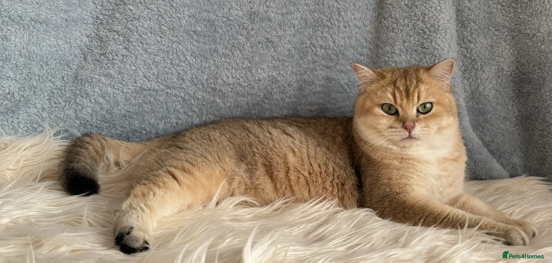 British Shorthair cats for sale: TICA Beautiful British Shorthair Kittens - Advert 13